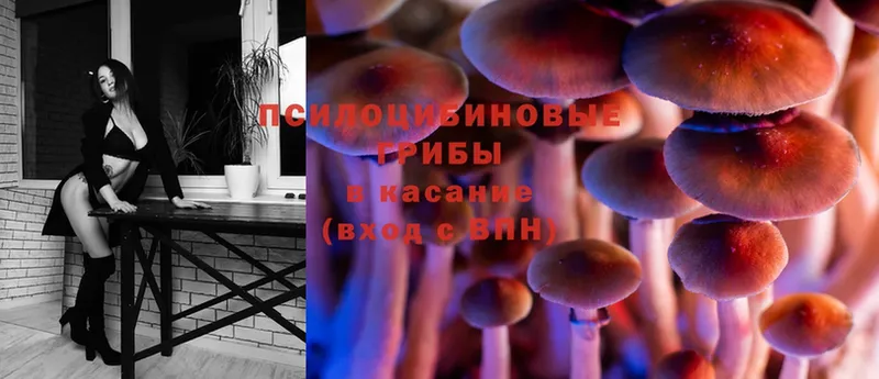 Галлюциногенные грибы Psilocybe  Шахты 